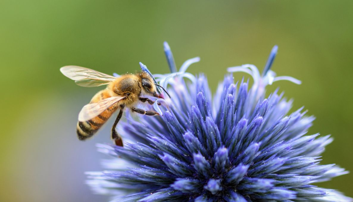 20.05 | World Bee Day